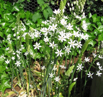 Ornithogalum magnum